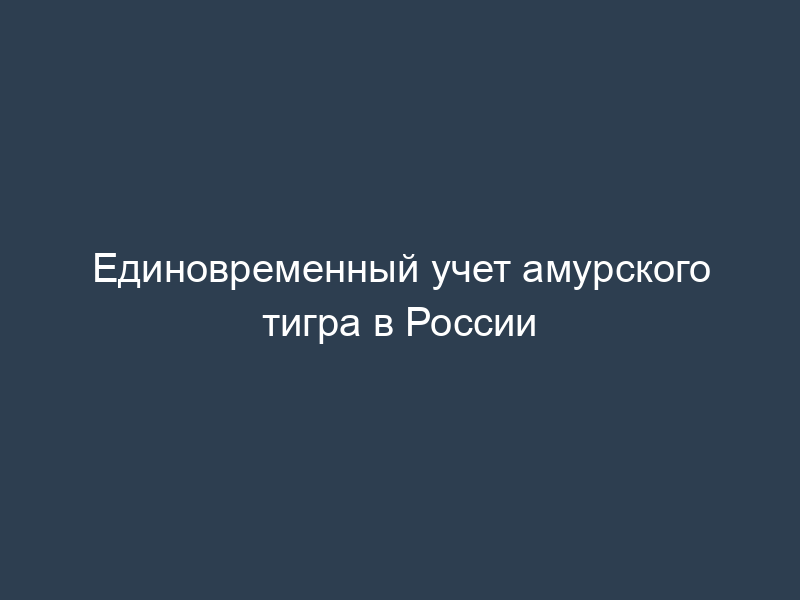 Единовременный учет амурского тигра в России